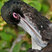 Great Frigatebird